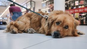 Upały dokuczają nie tylko ludziom. Coraz więcej miast pomaga zwierzętom. Jak jest w naszym regionie?