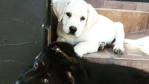 Ktoś ukradł szczeniaki pana Marcina. Internauci chcą pomóc