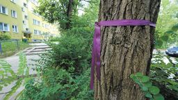 Pod topór pójdzie ponad 50 drzew
