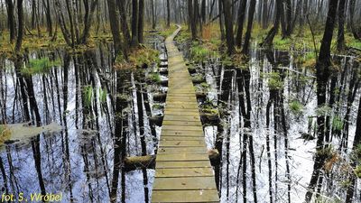 Lubelskie: "Nowa kopalnia węgla zniszczy park". Naukowcy piszą do ministra