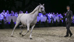 Aukcja Pride of Poland 2019. Ile trzeba zapłacić za bilet?