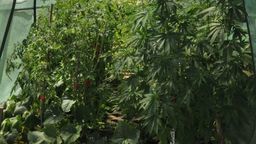 Ciekawa szklarnia. Rosły nie tylko ogórki i pomidory