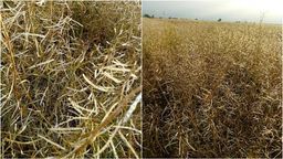 Zniszczone przez grad pole rzepaku