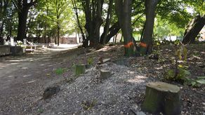 Parafia usuwa drzewa na cmentarzu. Mariawici chcą zbudować mur