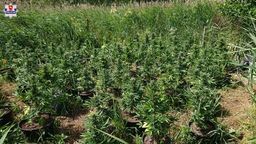 Plantacja konopi koło Terespola. Pielęgnował rośliny, kiedy przyszli policjanci [zdjęcia]