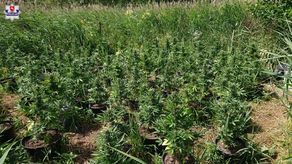 Plantacja konopi koło Terespola. Pielęgnował rośliny, kiedy przyszli policjanci [zdjęcia]