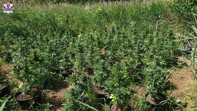 Plantacja konopi koło Terespola. Pielęgnował rośliny, kiedy przyszli policjanci [zdjęcia]