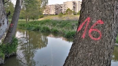 Lublin: Miasto zgadza się na wycinkę 63 drzew przy Bystrzycy. Planuje też park