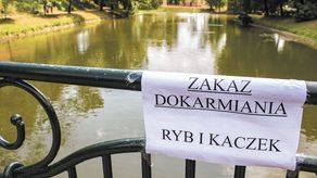 Urzędnicy wywiesili nad stawem kartki informujące o zakazie karmienia ptaków i ryb