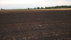 Pożar pól ze zbożem koło Radzynia Podlaskiego. To było podpalenie?