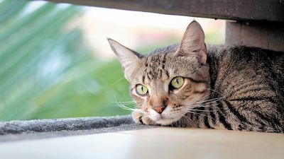 Puławy: Koty znajdą nowy dom. Co z człowiekiem?