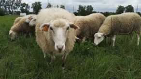 Na pierwszym planie Jadzia czyli owca-celebrytka w lubelskim stadzie. Wychowana przez owczarki Mia i Miszi