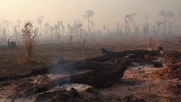 Setki nowych ognisk pożarów w Amazonii. W sumie jest ich prawie 80 tysięcy