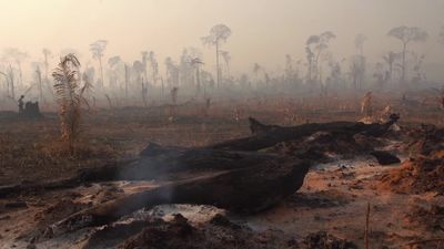 Setki nowych ognisk pożarów w Amazonii. W sumie jest ich prawie 80 tysięcy