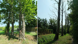 Lublin: Zdrowe drzewa zostaną ścięte, martwe nie 