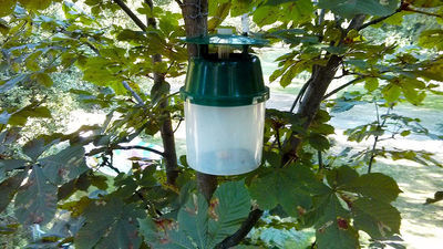 Pułapka feromonowa na szrotówka
