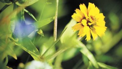 Gdzie ma zakwitnąć? Władze Lublina czekają na propozycję, gdzie mają pojawić się kolejne łąki