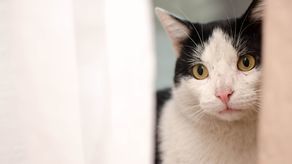 To jest rok zwierzęcych nieszczęść. Lubelski Animals zbiera pieniądze dla swoich podopiecznych