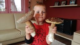 Takie okazy w lasach w gminie Chodel