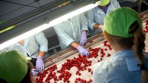 Od 2012 r. Grupa FruVitaLand otrzymała blisko 37 mln zł unijnej pomocy. W jej skład wchodzi 121 członków-rolników. Zajmuje się głownie magazynowaniem owoców