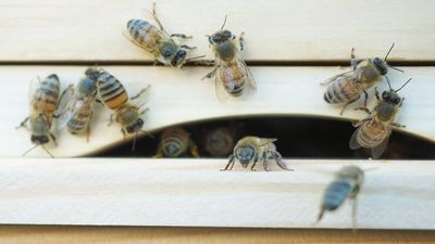 Na śmierć pożądliły go pszczoły. Chciał ukraść miód?