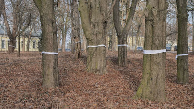 Przeciwko wycince drzew w lutym protestowali studenci