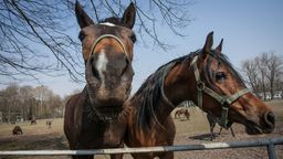 Olbrzymie straty stadniny w Janowie. Komentarz rzecznika: Ktoś boi się, że nam ta aukcja wyjdzie