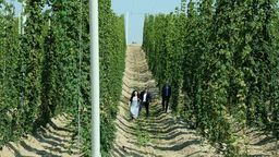 Na innowacyjnej plantacji rośnie chmiel m.in. najnowszej odmiany Magnat, wyhodowanej w IUNG