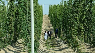 Na innowacyjnej plantacji rośnie chmiel m.in. najnowszej odmiany Magnat, wyhodowanej w IUNG