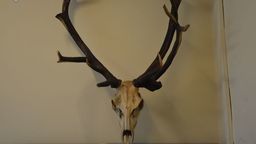 Nietypowy sposób na kradzież w bloku. Zniknęło m.in. poroże jelenia