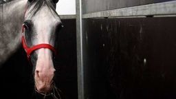 Stadnina w Janowie Podlaskim ze stratą 3,2 mln zł. Bydło w skandalicznych warunkach