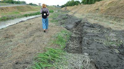 – Ścieżka rowerowa ciągła się wzdłuż malowniczych brzegów rzeki. Obecnie ciągnie się wzdłuż łysego, miejscami zaoranego, pasa ziemi – komentuje nasz czytelnik, który w tym roku zdjęć ptaków w dolinie Bystrzycy już raczej nie zrobi

