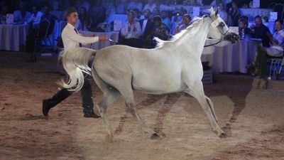 Galerida, najdroższa klacz tegorocznej aukcji 