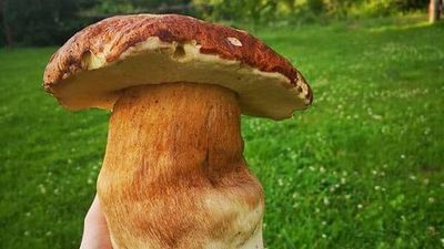 Materiał ilustracyjny