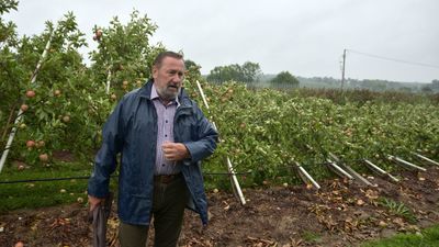 Burza zdemolowała dziesiątki hektarów sadów. Łamała drzewka, jak zapałki [zdjęcia]