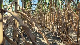 Według szacunków dotknięte suszą jest blisko 327 tys. ha

