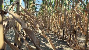 Według szacunków dotknięte suszą jest blisko 327 tys. ha

