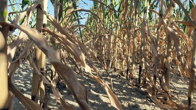 Według szacunków dotknięte suszą jest blisko 327 tys. ha

