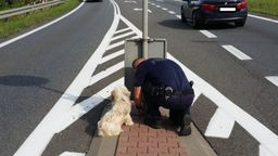 Ktoś przywiązał psa do znaku na środku ruchliwej drogi