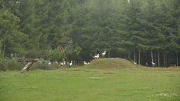 Bociani azyl pod Lublinem. Jedyne takie miejsce w regionie