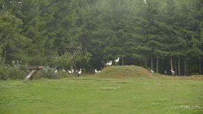 Bociani azyl pod Lublinem. Jedyne takie miejsce w regionie