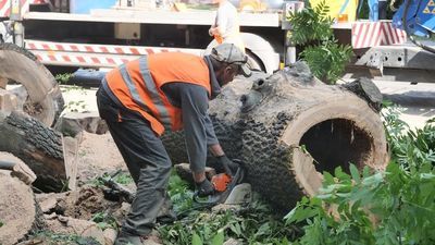 W Lublinie coraz więcej drzew jest ścinanych
