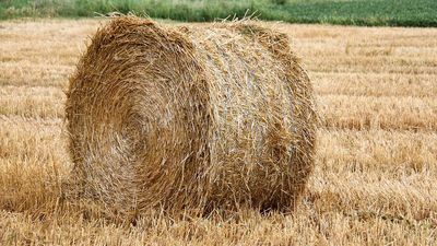 Ukradli belę siana z pola. Jak się tłumaczyli policjantom?