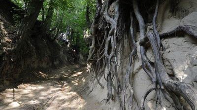 Wąwóz "Korzeniowy Dół"