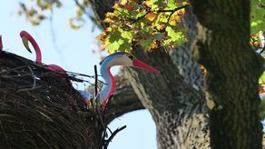 Większość artystycznych obiektów pojawi się w mieście dopiero tuż przed wernisażem. Część już jest.