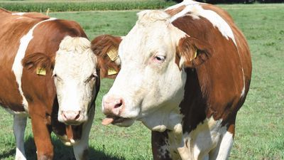Wśród nowych kierunków na lubelskich uczelniach znajdziemy m.in. Informatykę śledczą, mleczarstwo czy applied anthropology, czyli antropologia stosowana prowadzona w języku angielskim.