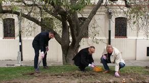 Żonkile przypomną o dzieciach Holokaustu