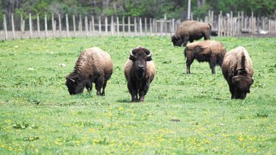Żubr jest od 1966 r. gatunkiem zagrożonym wyginięciem wpisanym do Czerwonej Księgi Zwierząt