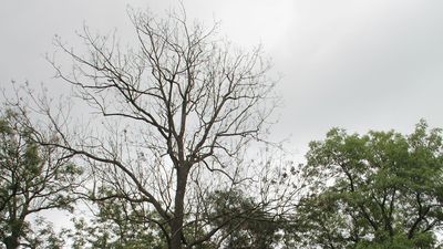 Drzewa usychają w ciągu roku, dwóch lat 