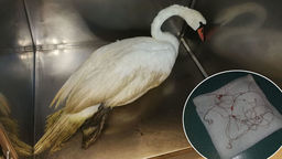 Łabędź zaplątał się w żyłkę wędkarską nad Zalewem Zemborzyckim 